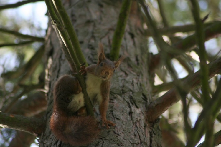 Wallpapers Animals Rodents - Misc ecureuil