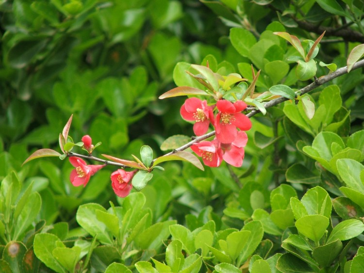 Fonds d'cran Nature Fleurs Fleur