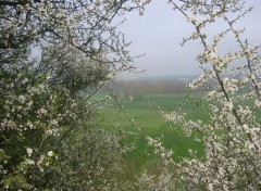 Fonds d'cran Nature Campagne picarde  travers les aubpines