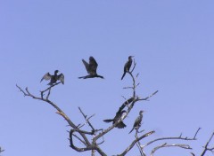 Fonds d'cran Animaux Cormorans au repos