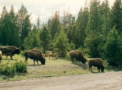 Wallpapers Animals bison