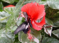 Fonds d'cran Animaux J'aime, j'aime les fleurs !