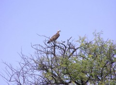 Wallpapers Animals Aigle pcheur