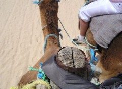 Fonds d'cran Animaux A DOUZ dans le dsert