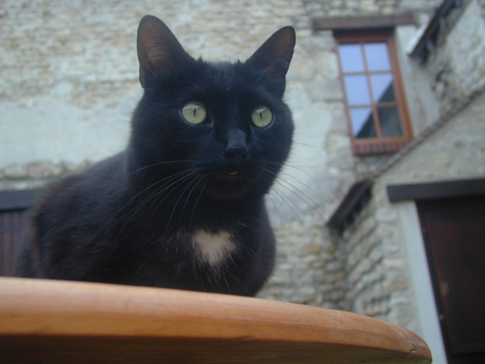 Fonds d'cran Animaux Chats - Chatons Tizizou