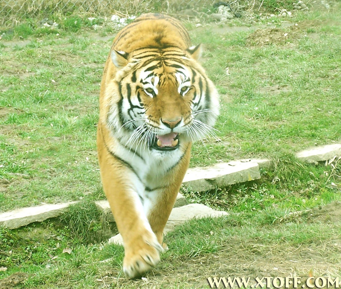 Fonds d'cran Animaux Flins - Tigres Tigre Male