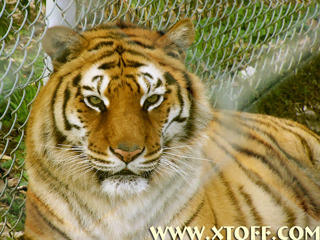 Fonds d'cran Animaux Flins - Tigres tigre femelle