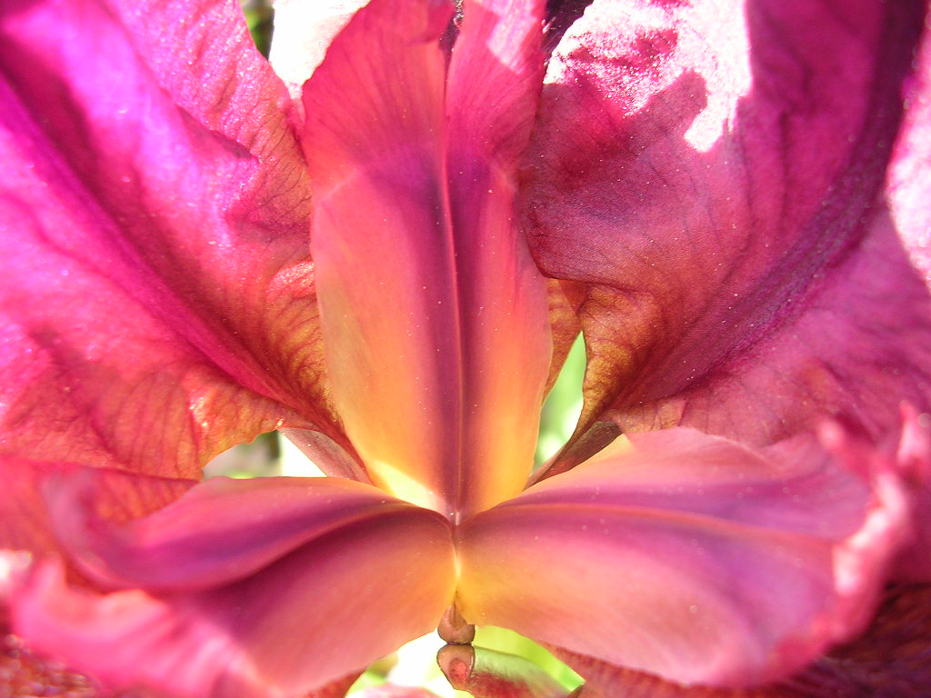 Fonds d'cran Nature Fleurs Iris