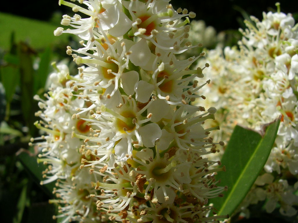 Wallpapers Nature Flowers le coq franais