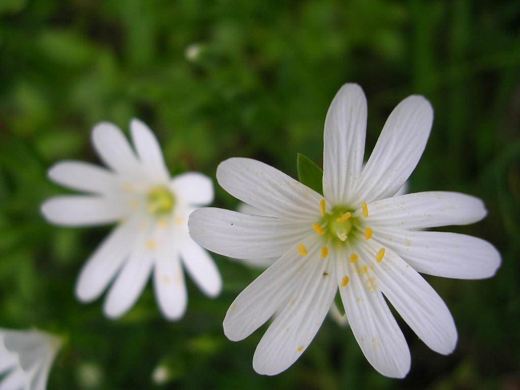 Fonds d'cran Nature Fleurs Fleur des champs