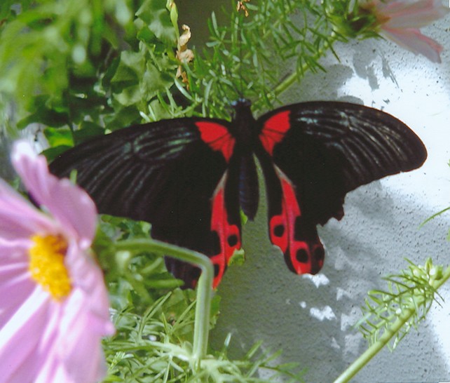 Fonds d'cran Animaux Insectes - Papillons papion