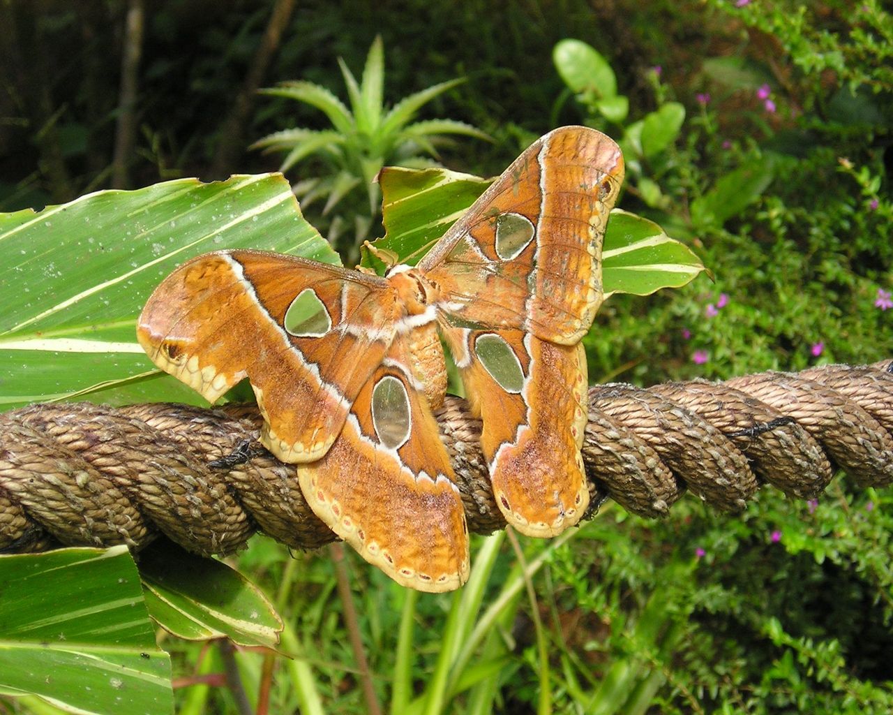 Wallpapers Animals Insects - Butterflies Papillon de guyane