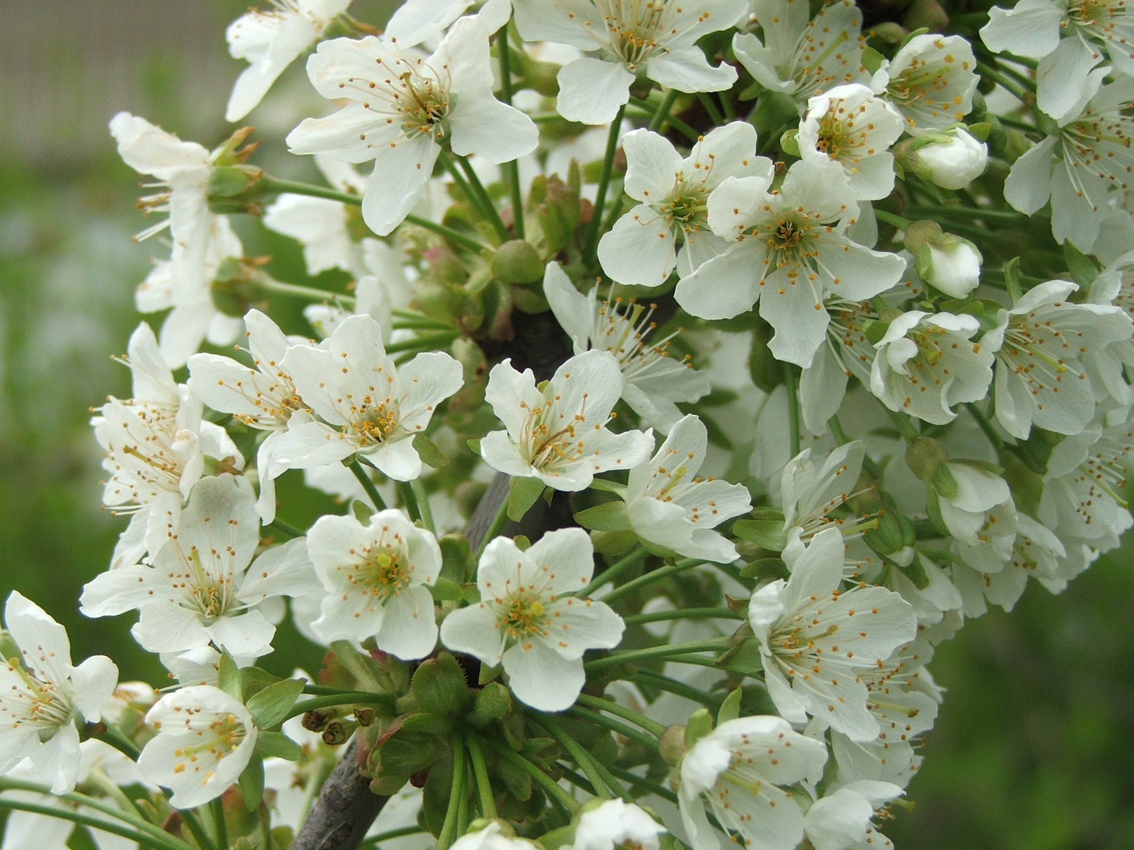 Fonds d'cran Nature Fleurs Fleur