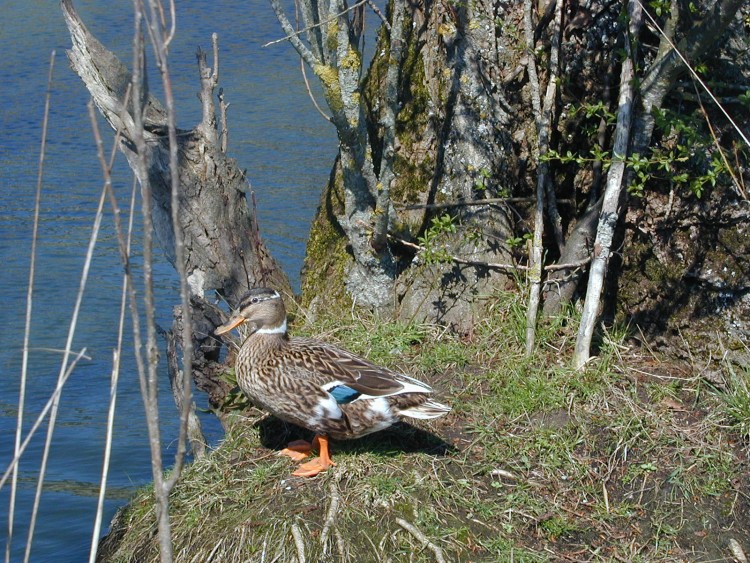 Wallpapers Animals Birds - Ducks Madelon