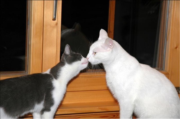 Fonds d'cran Animaux Chats - Chatons Bisoux