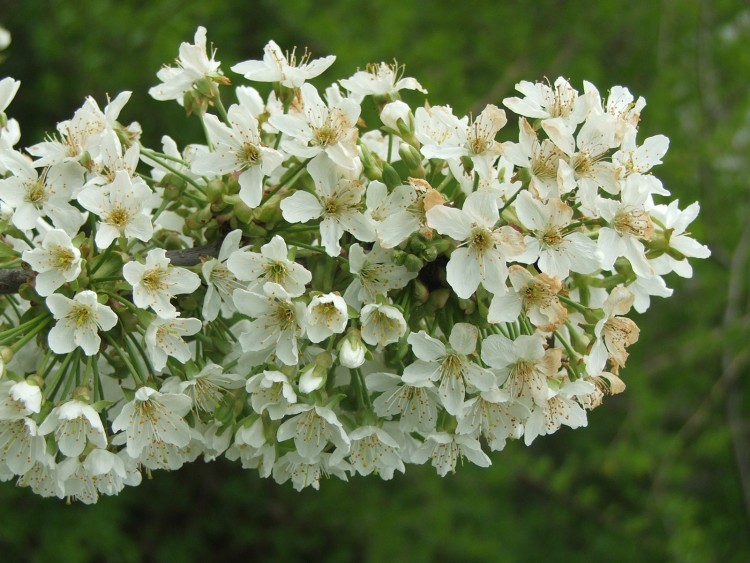 Fonds d'cran Nature Fleurs Fleur