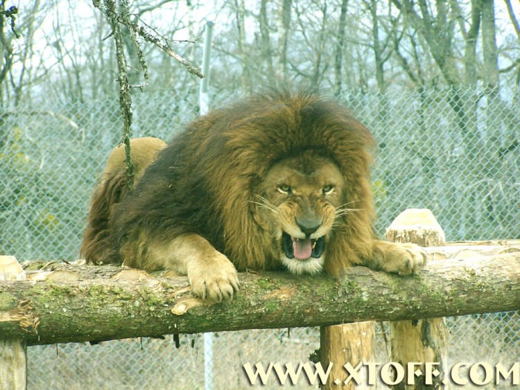 Wallpapers Animals Felines - Lions Le lion