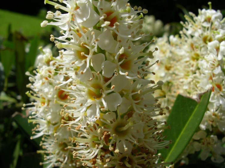 Fonds d'cran Nature Fleurs le coq franais