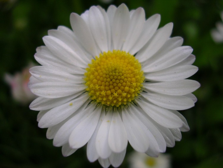 Fonds d'cran Nature Fleurs Marguerite