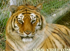 Fonds d'cran Animaux tigre femelle