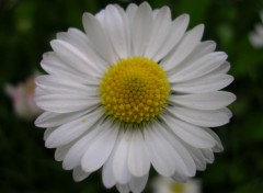 Fonds d'cran Nature Marguerite