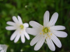 Fonds d'cran Nature Fleur des champs