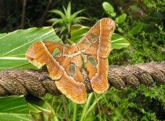 Wallpapers Animals Papillon de guyane