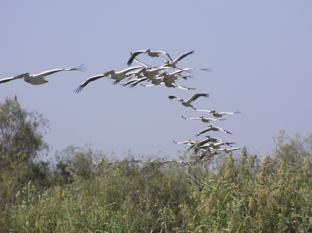 Wallpapers Animals Birds - Ducks Vol de plicans