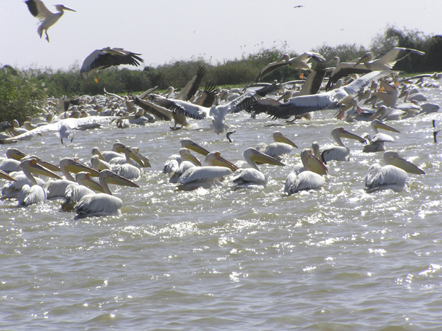 Wallpapers Animals Birds - Ducks Ferique