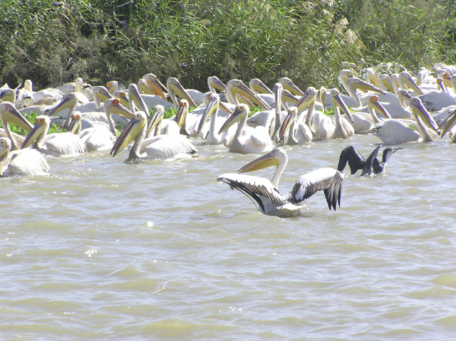 Wallpapers Animals Birds - Ducks Hivernage