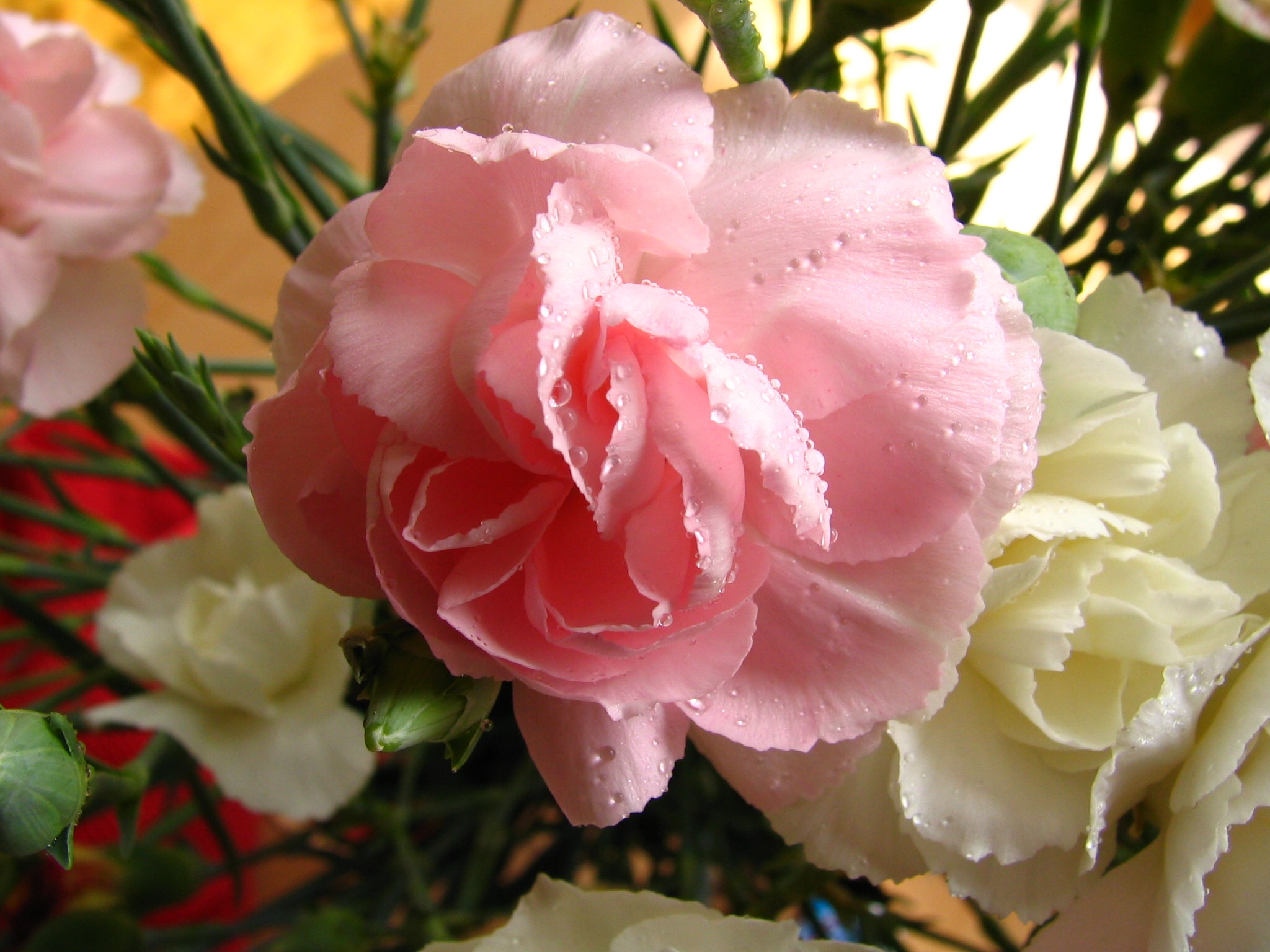 Fonds d'cran Nature Fleurs Un petit bouquet