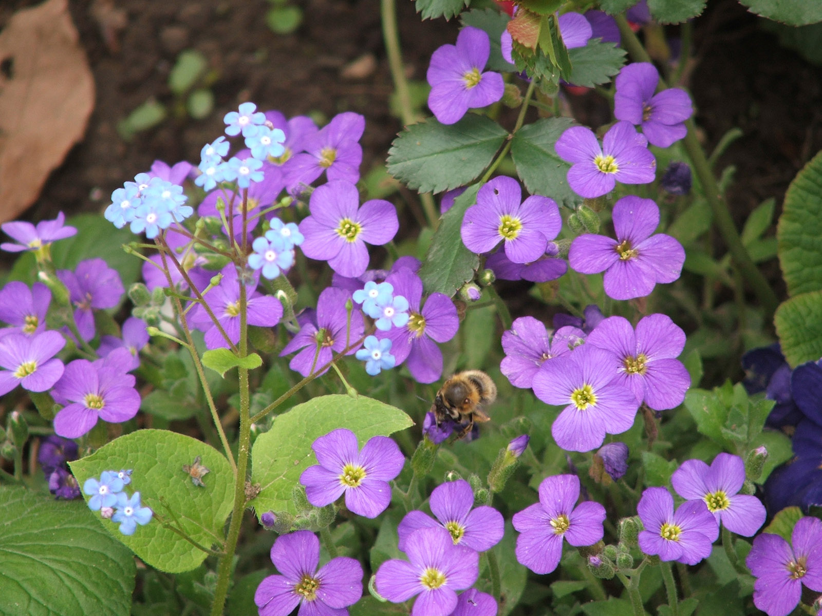 Fonds d'cran Nature Fleurs Fleur