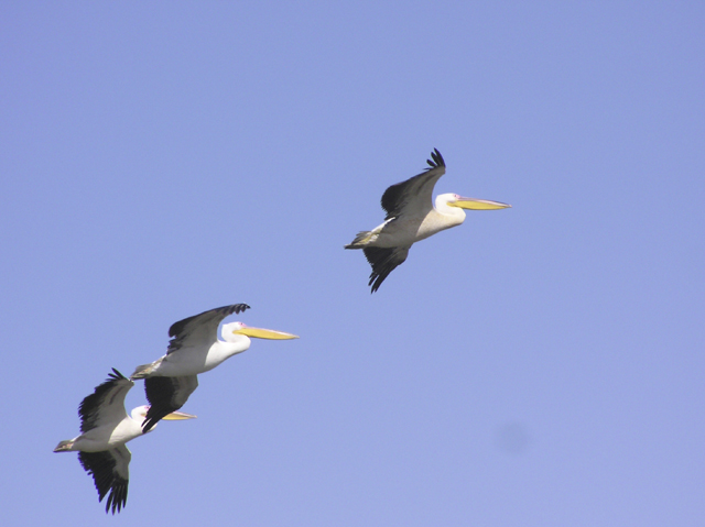 Wallpapers Animals Birds - Ducks Pélicans