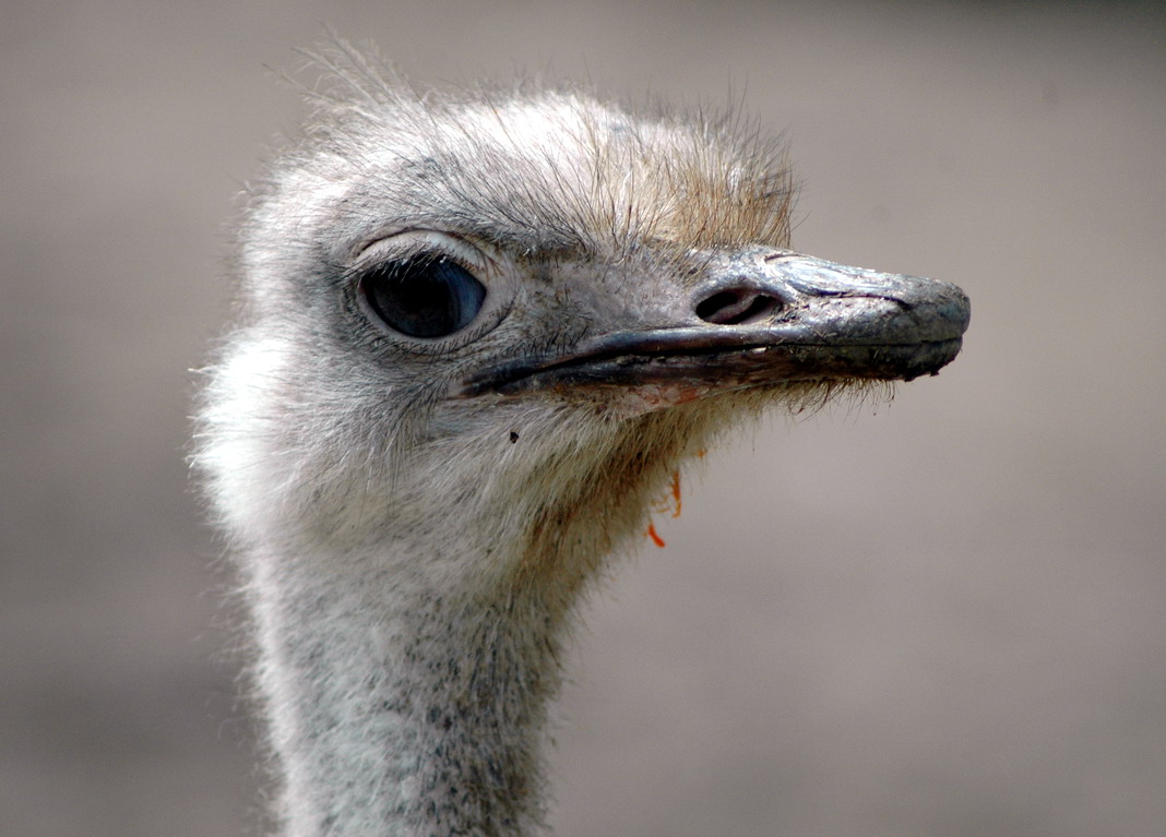 Fonds d'cran Animaux Oiseaux - Autruches et Emeus 