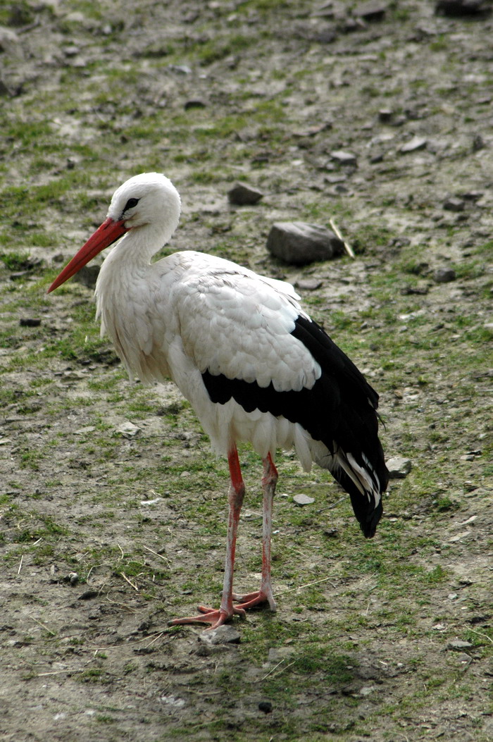 Fonds d'cran Animaux Oiseaux - Cigognes 