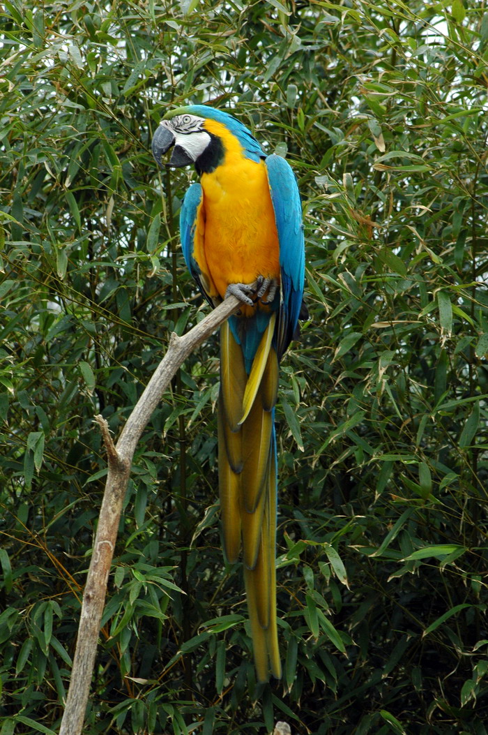 Fonds d'cran Animaux Oiseaux - Perroquets 