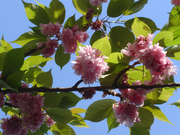 Fonds d'cran Nature Fleurs Cerisier