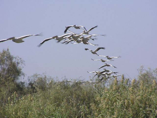 Wallpapers Animals Birds - Ducks Vol de plicans