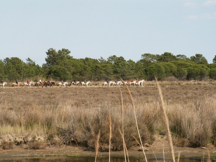 Fonds d'cran Voyages : Europe France > Provence-Alpes-Cte d'Azur promenades  cheval en camargue