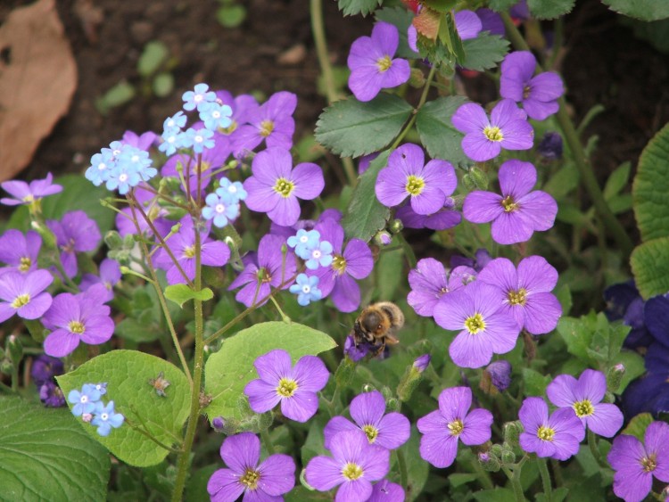 Fonds d'cran Nature Fleurs Fleur