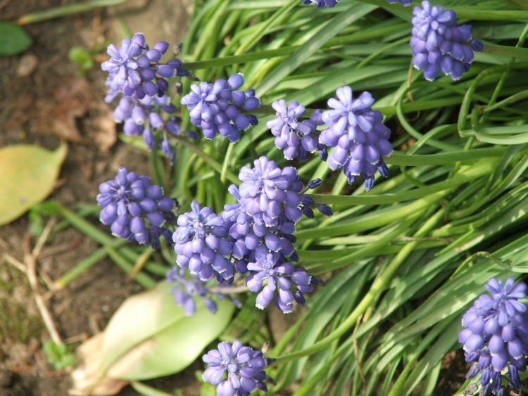 Fonds d'cran Nature Fleurs Fleur