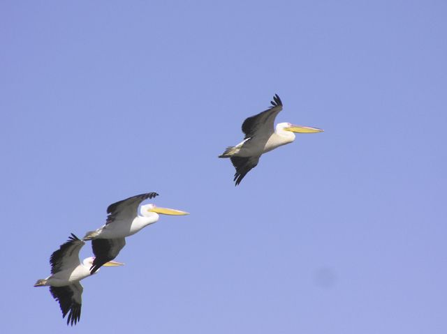 Wallpapers Animals Birds - Ducks Plicans