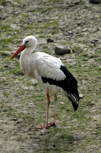 Fonds d'cran Animaux Oiseaux - Cigognes Wallpaper N98732