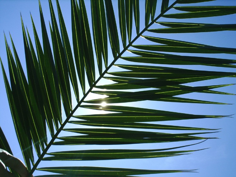 Fonds d'cran Nature Feuilles - Feuillages Contre-jour.