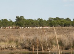 Wallpapers Trips : Europ promenades  cheval en camargue