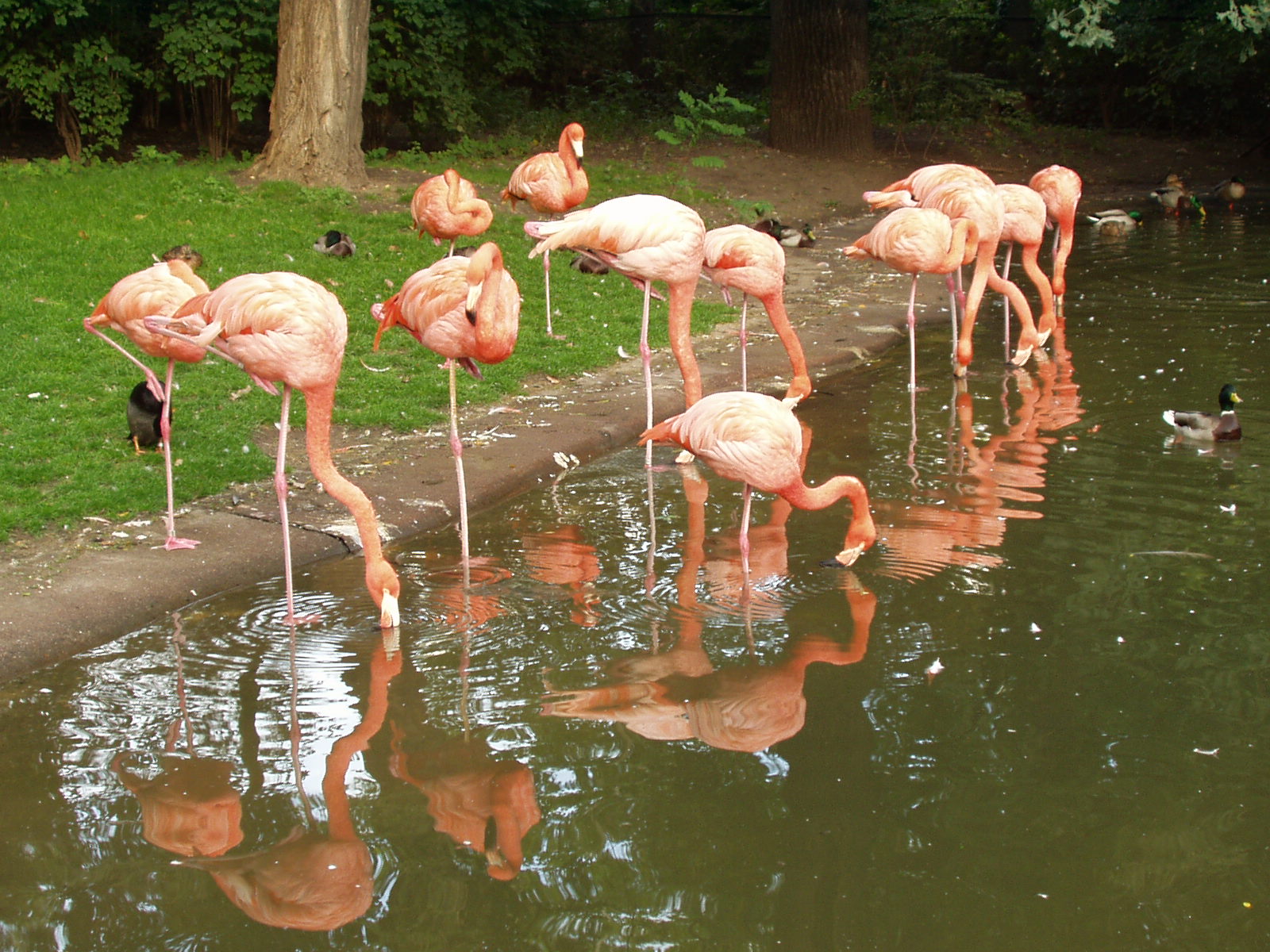 Fonds d'cran Animaux Oiseaux - Flamands roses Flaments