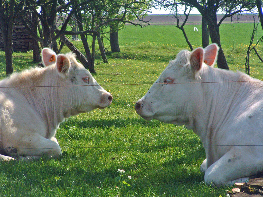 Fonds d'cran Animaux Vaches - Taureaux - Boeufs L'amour... vache !