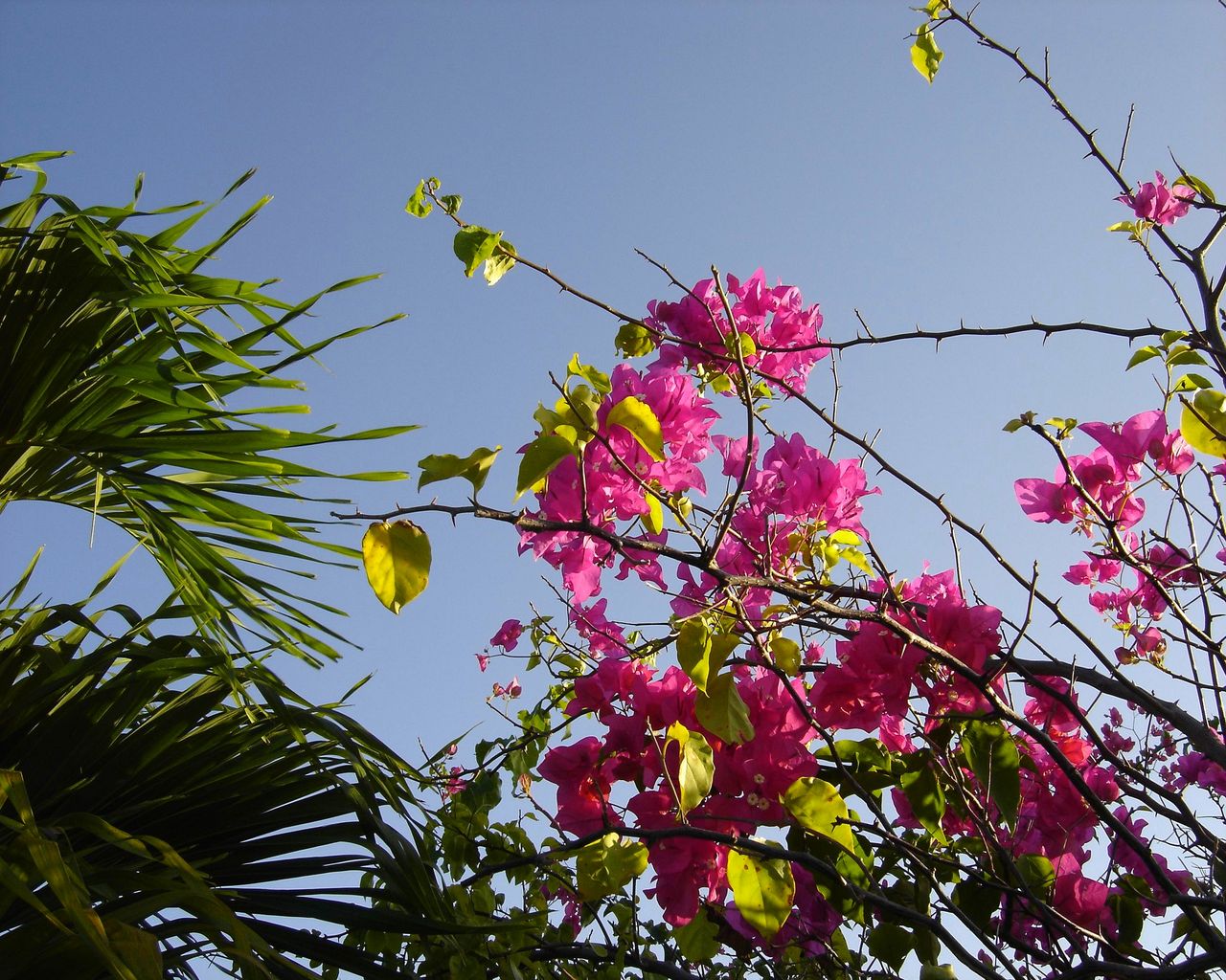 Wallpapers Nature Flowers bougainvillier de Guyane