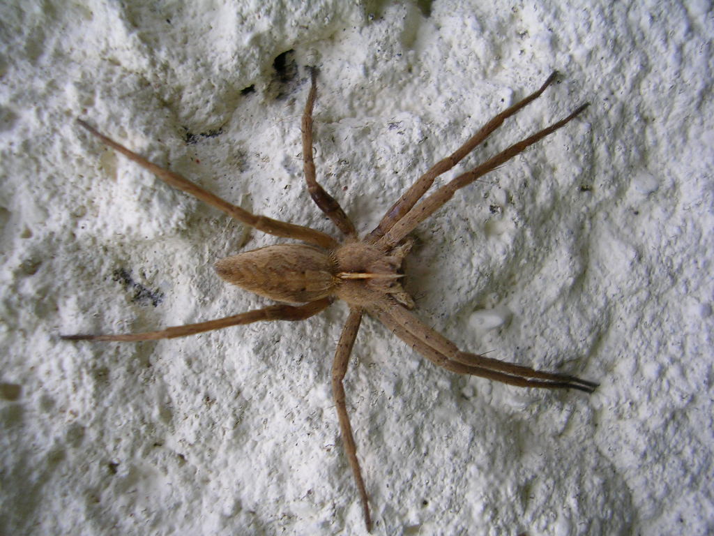 Fonds d'cran Animaux Araignes Arachnide