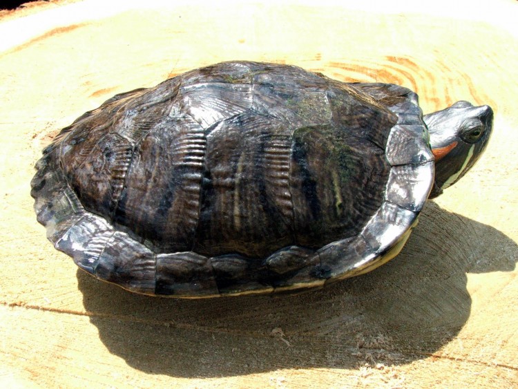 Fonds d'cran Animaux Tortues Satanka